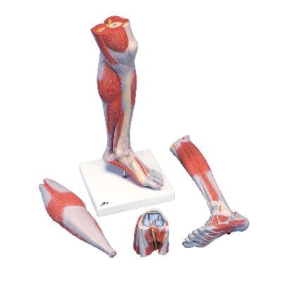 Gamba con muscoli inferiori con ginocchio staccabile, in 3 parti, a grandezza naturale