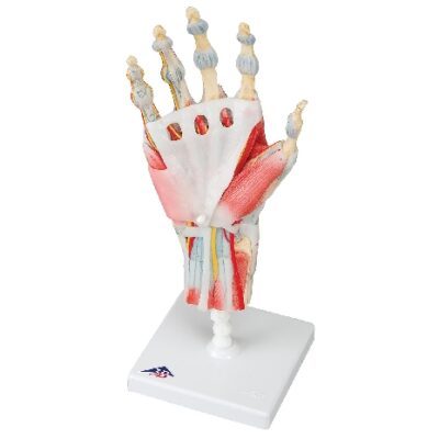 Modello di scheletro della mano con legamenti e muscoli