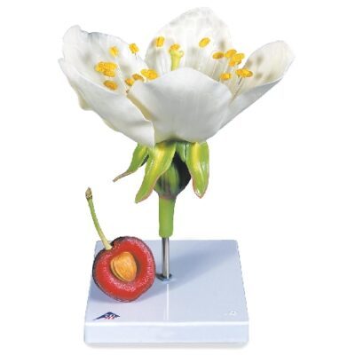 Fiore di ciliegio con frutta (Prunus avium), modello