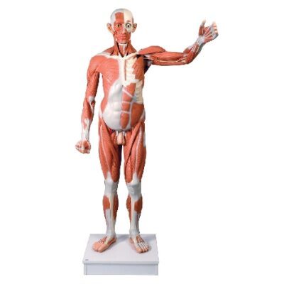 Figura maschile con muscoli, a grandezza naturale, in 37 parti