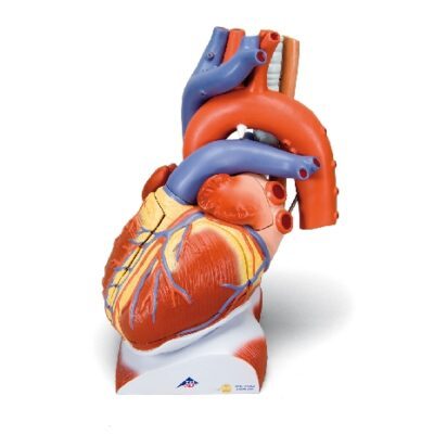 Cuore sul diaframma, 3 volte la grandezza naturale, 10 parti