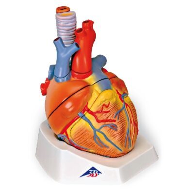 Cuore, 7 parti