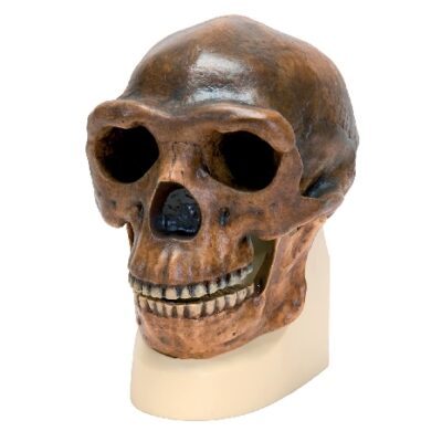 Cranio di Homo erectus pekinensis (Weidenreich, 1940), replica