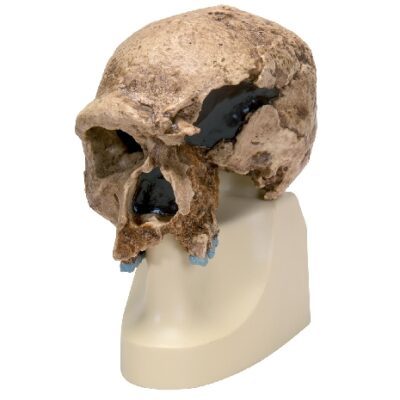 Cranio di Homo steinheimnensis (Berkhemer, 1936), replica