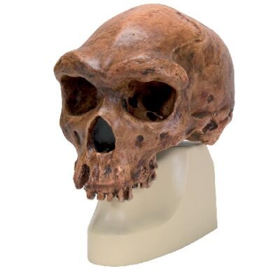 Cranio di Homo rhodesiensis (Broken Hill; Woodward, 1921), replica