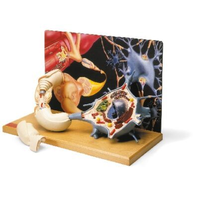 Diorama dei motoneuroni