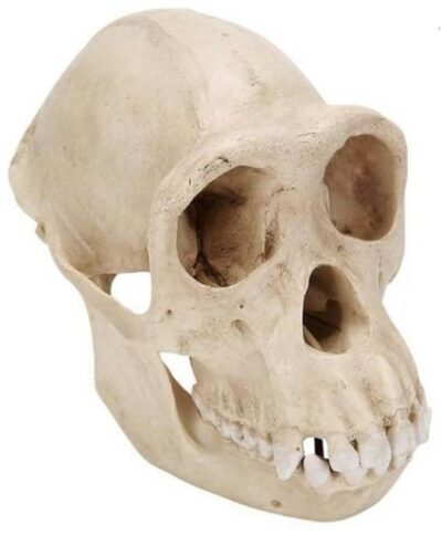 Cranio di scimpanzé, modello