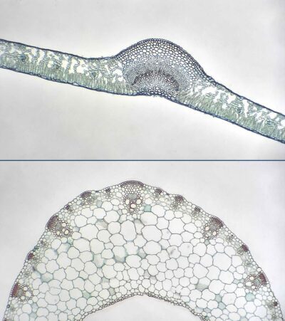 PHYWE Microdiapositive preparate Sezioni trasversali di foglie in scatola di conservazione, 10 vetrini identici