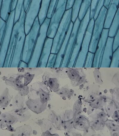PHYWE Microvetrini preparati Cellule animali e vegetali in scatola di conservazione, 10 vetrini identici