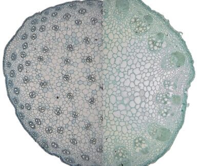 PHYWE Microvetrini preparati Sezioni trasversali di steli di monocotili e dicotili in scatola di conservazione, 10 vetrini identici