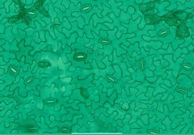 PHYWE Microvetrini preparati Stomi di piante in scatola di conservazione, 10 vetrini identici