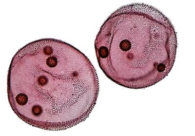 PHYWE Microdiapositive preparate Volvox, 10 vetrini identici