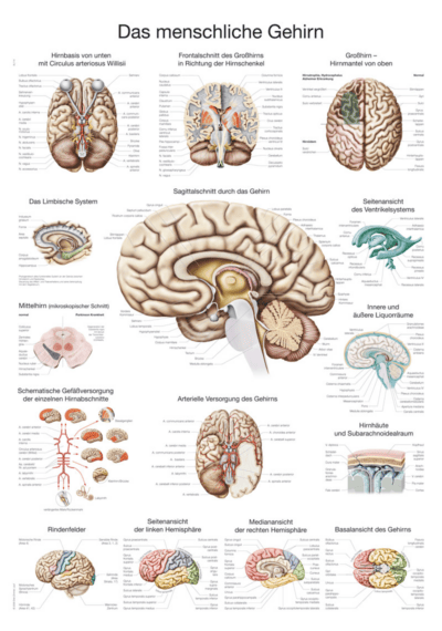 Grafico Il cervello umano, in tedesco, 70×100 cm