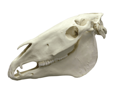 Teschio di cavallo