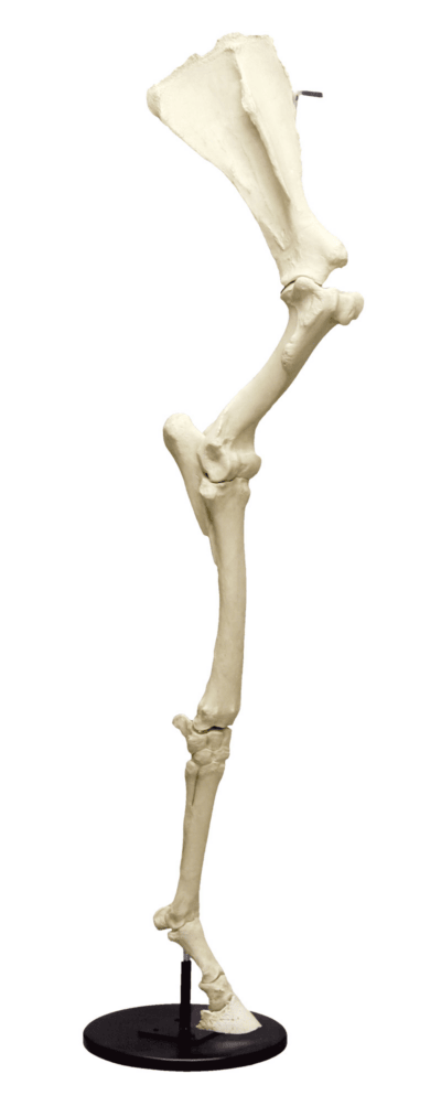 Gamba anteriore del cavallo con scapola, articolata sulla base