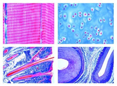 Istologia dei Mammiferi, set elementare, 25 vetrini microscopici