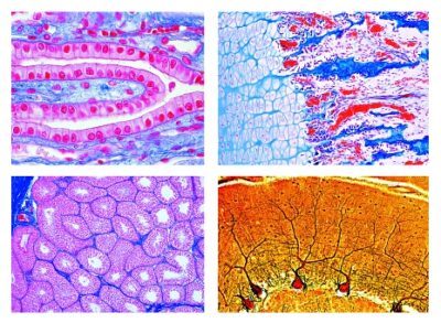 Istologia dei mammiferi, set supplementare, 50 vetrini per microscopio