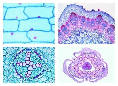 Fanerogame, set elementare, 25 vetrini microscopici