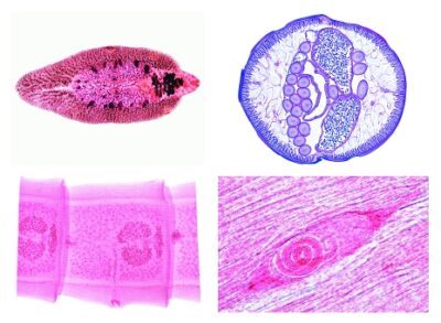 Parassitologia generale. Set grande, 50 vetrini per microscopio (nuova versione)