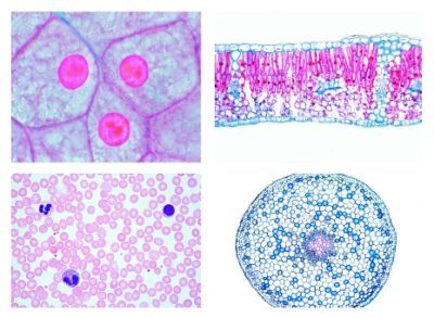 Serie Scuole Secondarie, Set N. I. Cellule, Tessuti e Organi, 13 preparati microscopici