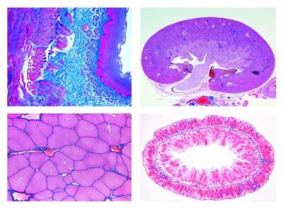 Serie per le Scuole Secondarie, Serie N. II. Metabolismo, 15 vetrini per microscopio