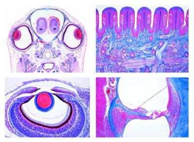 Serie per le Scuole Secondarie, Serie N. III. Organi di senso, 16 vetrini microscopici