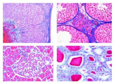 Serie per le Scuole Secondarie, Serie N. IV. Organi ormonali e funzioni ormonali, 7 vetrini microscopici