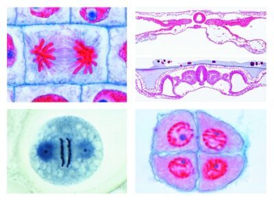 Serie Scuole Secondarie, Serie N. V. Genetica, Riproduzione ed Embriologia, 19 preparati microscopici
