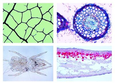 La vita nel suolo, 17 vetrini microscopici