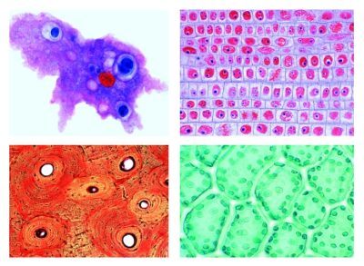 Set Scuola A per Biologia Generale, Set Elementare, 25 preparati microscopici