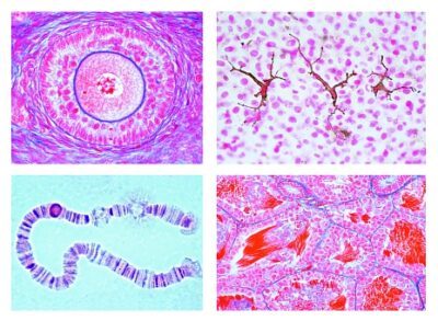 La cellula animale, 12 vetrini microscopici