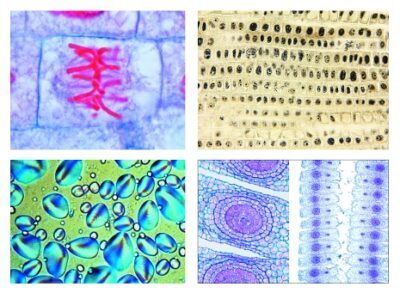 La cellula vegetale, 12 vetrini microscopici
