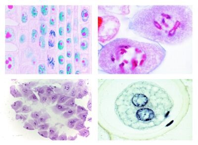 Mitosi e meiosi Set I, 6 vetrini microscopici selezionati