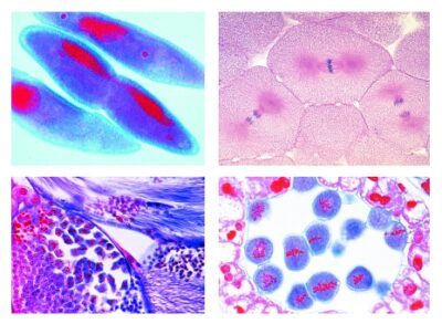 Mitosi e Meiosi Set II, 5 vetrini microscopici selezionati