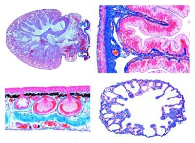 La Rana (Rana), 20 vetrini per microscopio