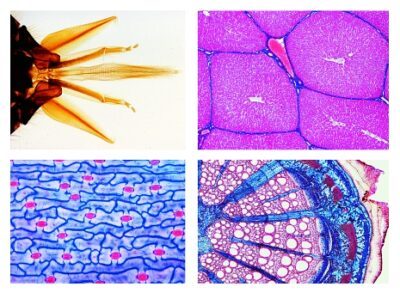 Set scolastico B per biologia generale, set supplementare, 50 vetrini per microscopio