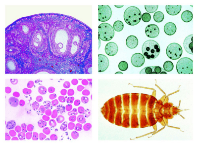 Set scolastico C per biologia generale, set supplementare, 50 vetrini per microscopio