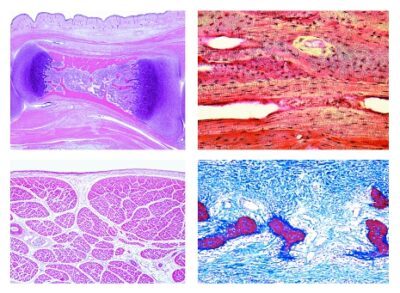 Istologia e Scienze umane, set di dettagli, tessuti, 15 vetrini microscopici