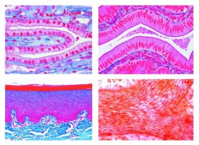 Istologia: tessuto epiteliale, 10 vetrini microscopici