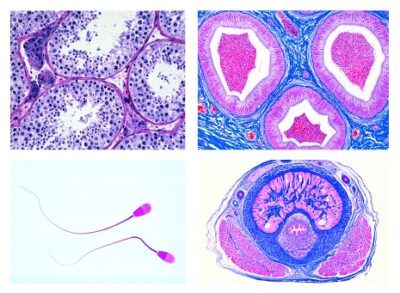 Istologia: tessuti nervosi, 10 vetrini microscopici