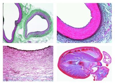 Istologia: sistema circolatorio, 8 vetrini microscopici