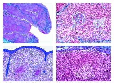 Istologia: tessuti linfatici, 6 vetrini microscopici