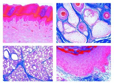 Istologia: pelle, 10 vetrini microscopici