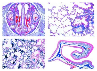 Istologia: sistema respiratorio, 6 vetrini microscopici