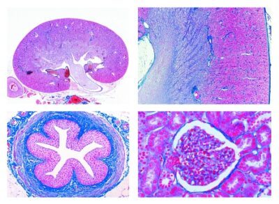 Istologia: sistema escretore, 6 vetrini microscopici