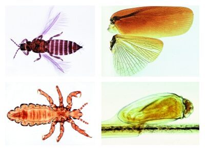 Zoologia, set di dettagli, Insecta: Archiptera e Rhynchota, 10 preparati microscopici (Nuova versione)
