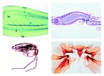 Zoologia, Set di dettagli, Insetti: Apterigoti e Ortotteri, 10 preparati microscopici (Nuova versione)