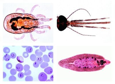 Parassitologia generale. Set corto, 25 vetrini per microscopio