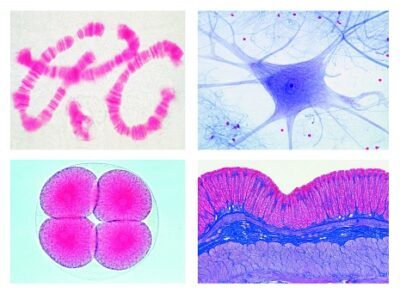 Set scolastico D per biologia generale, set supplementare, 50 vetrini per microscopio