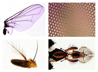 La mosca domestica (Musca domestica), 7 preparati microscopici